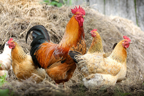 Time To Count Your Chickens: SARS Has Changed The Tax Compliance Status ...